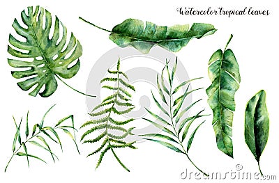 Watercolor set with tropical leaves. Hand painted palm branch, fern and leaf of magnolia. Tropic plant isolated on white Cartoon Illustration