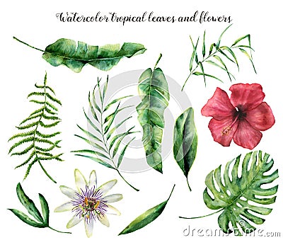 Watercolor set with tropical leaves. Hand painted palm branch, fern and leaf of magnolia. Tropic plant isolated on white Cartoon Illustration