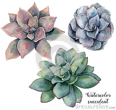 Watercolor set with violet, pink and green succulent. Hand painted plant isolated on white background. Natural floral Cartoon Illustration