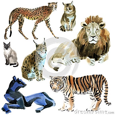 Watercolor set of wild cats Cartoon Illustration