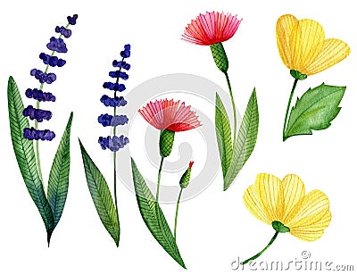 Watercolor set of wild flowers Vector Illustration