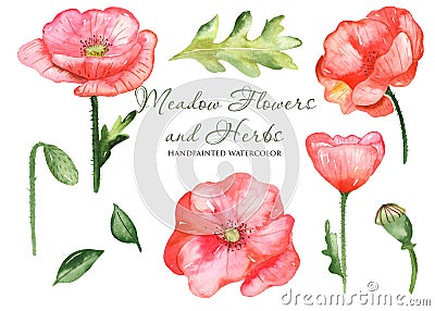 Watercolor set with wildflowers poppies, leaves, flowers. Flower botanical set on a white background. Stock Photo