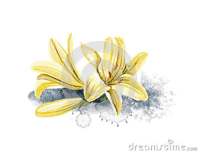 Watercolor several heads flowers of yellow lily Cartoon Illustration