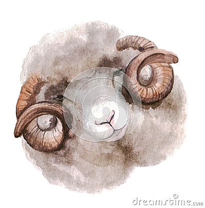 Watercolor sheep, hand drawn cute illustration. Creative farm animals. Cartoon Illustration