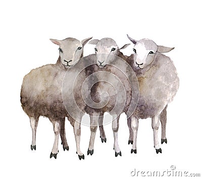 Watercolor sheep, hand drawn cute illustration. Creative farm animals. Cartoon Illustration