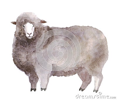 Watercolor sheep, hand drawn cute illustration. Creative farm animals. Cartoon Illustration