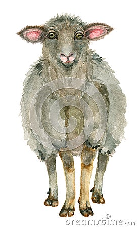 Watercolor Sheep print Stock Photo