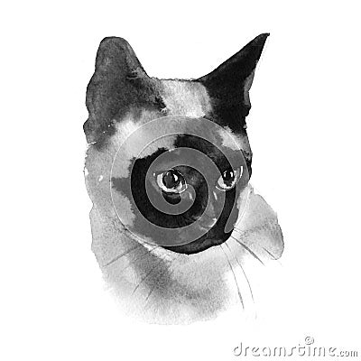 Watercolor Siamese Cat Hand Drawn Pet Portrait Illustration isolated on white Stock Photo