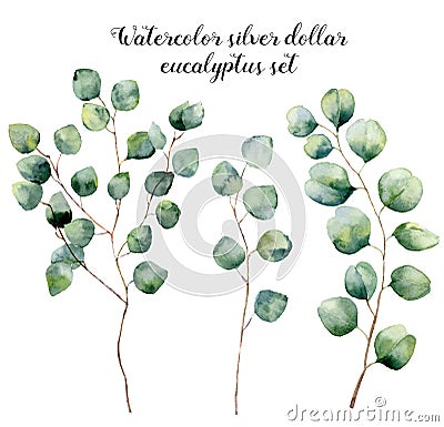 Watercolor silver dollar eucalyptus set. Hand painted floral illustration with round leaves and branches isolated on Cartoon Illustration