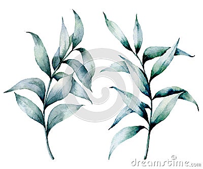 Watercolor silver eucalyptus set. Hand painted seeded eucalyptus branch with leaves isolated on white background. Floral Cartoon Illustration