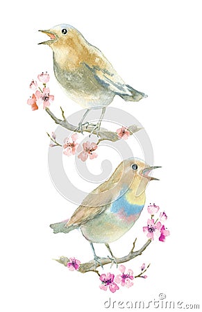Watercolor singing birds. Stock Photo