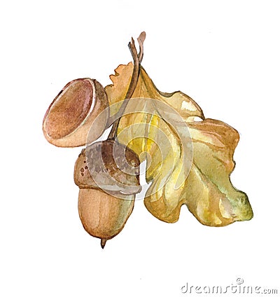 Watercolor single acorn isolated Cartoon Illustration