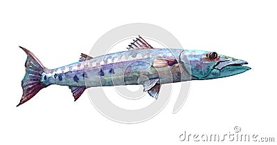 Watercolor single Barracuda fish animal isolated Cartoon Illustration
