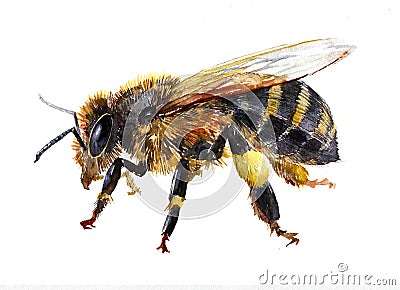 Watercolor single bee insect animal isolated Cartoon Illustration