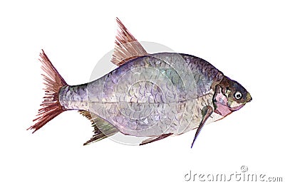 Watercolor single bream fish animal isolated Cartoon Illustration