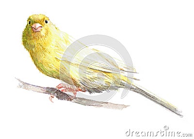 Watercolor single canary animal isolated Cartoon Illustration