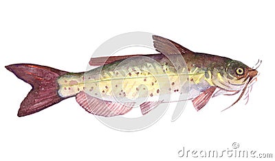 Watercolor single Catfish fish animal isolated Cartoon Illustration