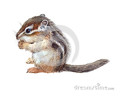 Watercolor single chipmunk animal Cartoon Illustration