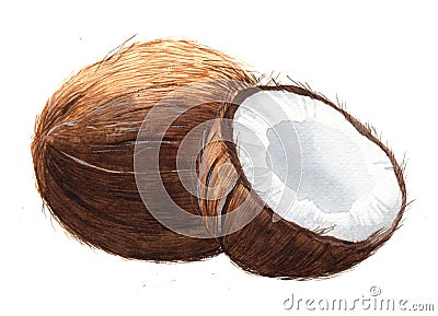 Watercolor single coconut tropical food nut Cartoon Illustration