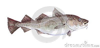 Watercolor single cod fish animal isolated Cartoon Illustration