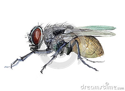 Watercolor single fly insect animal isolated Cartoon Illustration