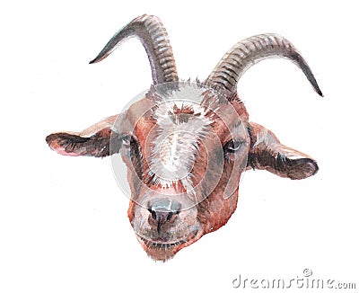 Watercolor single goat animal isolated Cartoon Illustration