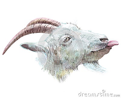 Watercolor single goat animal isolated Cartoon Illustration