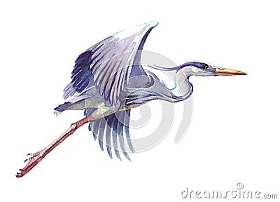 Watercolor single heron animal isolated Cartoon Illustration