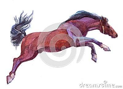 Watercolor single horse animal isolated on a white Cartoon Illustration