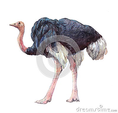 Watercolor single ostrich animal isolated Cartoon Illustration