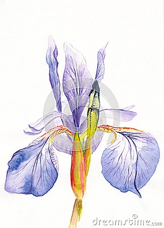 Watercolor single purple iris flower on the white background Cartoon Illustration