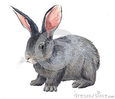 Watercolor single rabbit animal isolated Cartoon Illustration