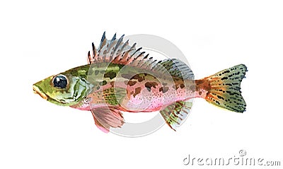 Watercolor single ruff fish animal isolated Cartoon Illustration