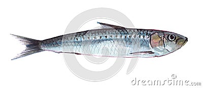 Watercolor single sardine fish animal isolated Cartoon Illustration