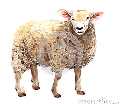 Watercolor single sheep animal isolated Cartoon Illustration