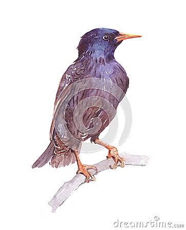 Watercolor single starling animal isolated Cartoon Illustration