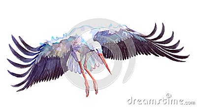 Watercolor single stork animal isolated Cartoon Illustration