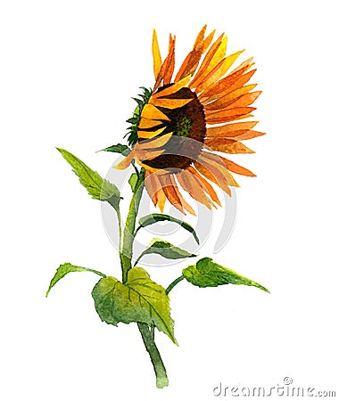 Watercolor single sunflower isolated Cartoon Illustration