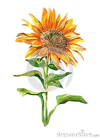 Watercolor single sunflower isolated Cartoon Illustration