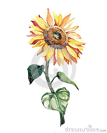 Watercolor single sunflower isolated on a white background Cartoon Illustration