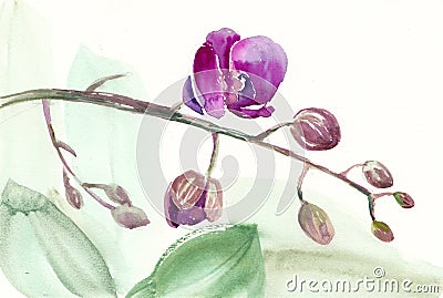 Watercolor sketch of a branch of a purple orchid with leaves. Stock Photo