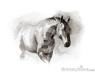 Watercolor sketch of horse Cartoon Illustration