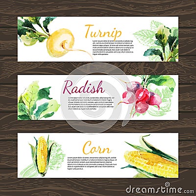 Watercolor and sketch vegetables organic food horizontal banner set. Design with corn, radish, turnip. Vector illustration Vector Illustration