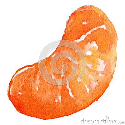 Watercolor slice mandarin clementine fruit isolated vector Vector Illustration