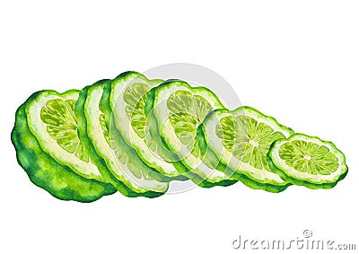 Watercolor sliced bergamot fruits. Hand painted botanical design Stock Photo