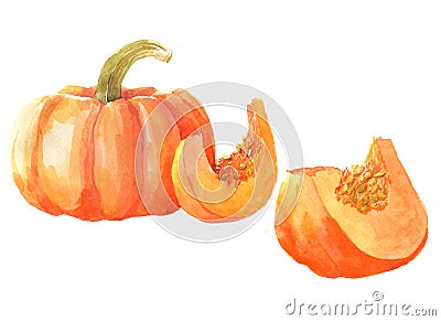 Watercolor sliced pumpkin vegetable isolated Cartoon Illustration