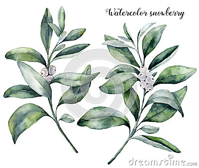 Watercolor snowberry set. Hand painted snowberry branch with white berry isolated on white background. Christmas Stock Photo