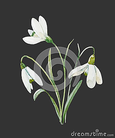 Watercolor snowdrop flower Vector Illustration