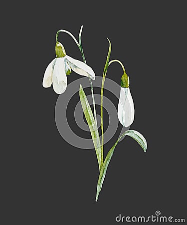 Watercolor snowdrop flower Vector Illustration