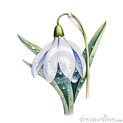 watercolor snowdrop flowers illustration on a white background. Cartoon Illustration